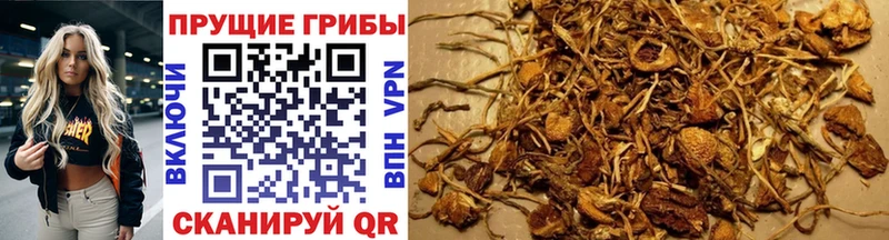 ссылка на мегу онион Майкоп Псилоцибиновые грибы мухоморы как найти закладки